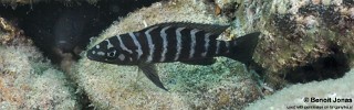 Neolamprologus cylindricus 'Lupita Island'.jpg