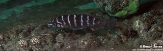 Neolamprologus cylindricus 'Silaf Rocks'.jpg