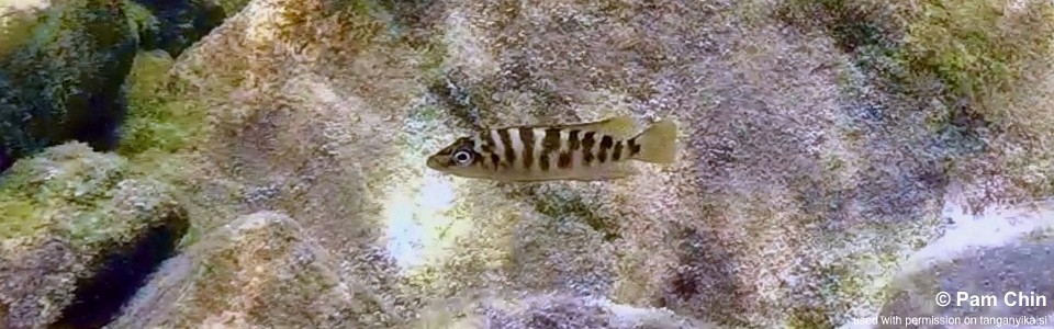 Neolamprologus fasciatus 'Cape Kachese'<br><font color=gray>Altolamprologus fasciatus 'Cape Kachese'</font>