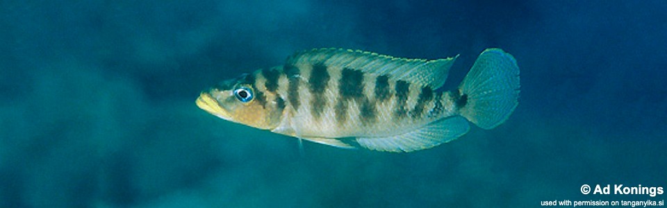 Neolamprologus fasciatus 'Kala'<br><font color=gray>Altolamprologus fasciatus 'Kala'</font>