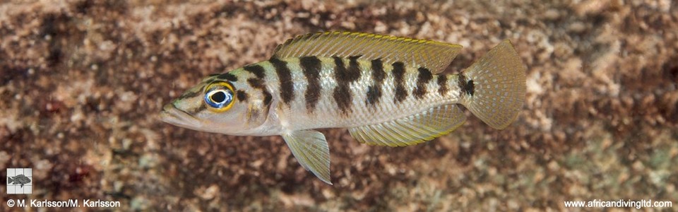 Neolamprologus fasciatus 'Kalepa Island'<br><font color=gray>Altolamprologus fasciatus 'Kalepa Island'</font>