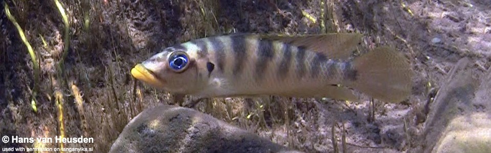 Neolamprologus fasciatus 'Kasanga'<br><font color=gray>Altolamprologus fasciatus 'Kasanga'</font>