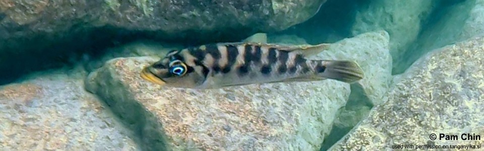 Neolamprologus fasciatus 'Lupita Island'<br><font color=gray>Altolamprologus fasciatus 'Lupita Island'</font>