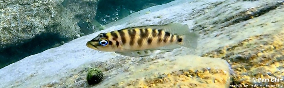 Neolamprologus fasciatus 'Mabilibili Bay'<br><font color=gray>Altolamprologus fasciatus 'Mabilibili Bay'</font>