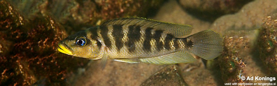 Neolamprologus fasciatus 'Mbita Island'<br><font color=gray>Altolamprologus fasciatus 'Mbita Island'</font>