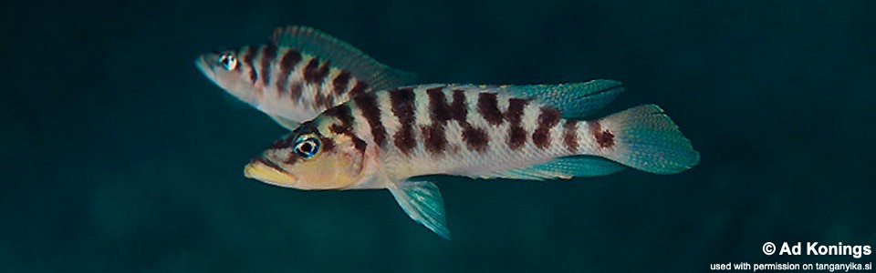 Neolamprologus fasciatus 'Moliro'<br><font color=gray>Altolamprologus fasciatus 'Moliro'</font>