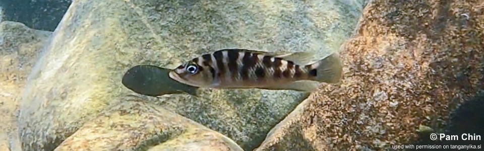 Neolamprologus fasciatus 'Mtosi Bay'<br><font color=gray>Altolamprologus fasciatus 'Mtosi Bay'</font>