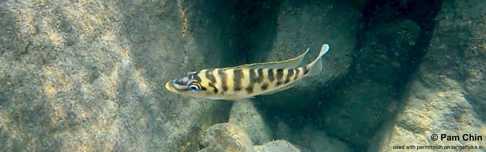 Neolamprologus fasciatus 'Taala (Lusembwa) Point'<br><font color=gray>Altolamprologus fasciatus 'Taala (Lusembwa) Point'</font>