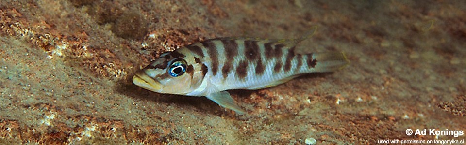 Neolamprologus fasciatus 'Ulwile Island'<br><font color=gray>Altolamprologus fasciatus 'Ulwile Island'</font>