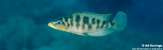 Neolamprologus fasciatus 'Kala'.jpg