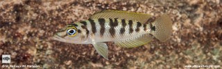 Neolamprologus fasciatus 'Kalepa Island'.jpg