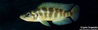 Neolamprologus fasciatus.jpg