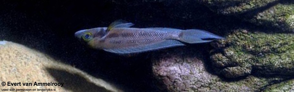 Neolamprologus furcifer 'Bulu Point'