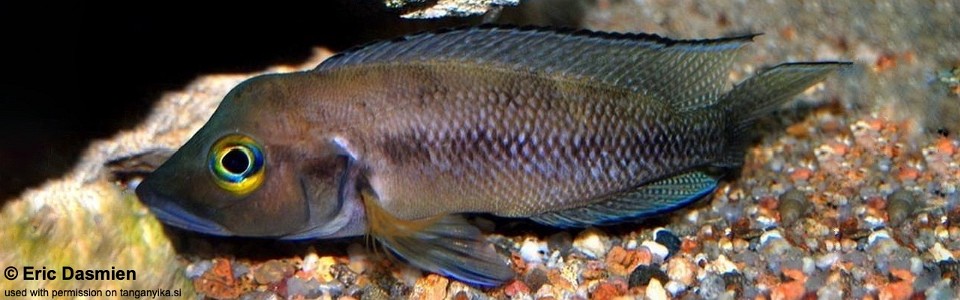 Neolamprologus furcifer (Burundi)