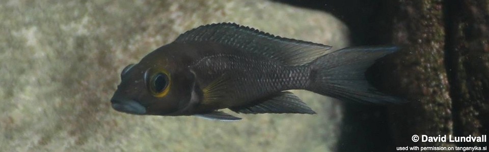 Neolamprologus furcifer 'Cape Chaitika'