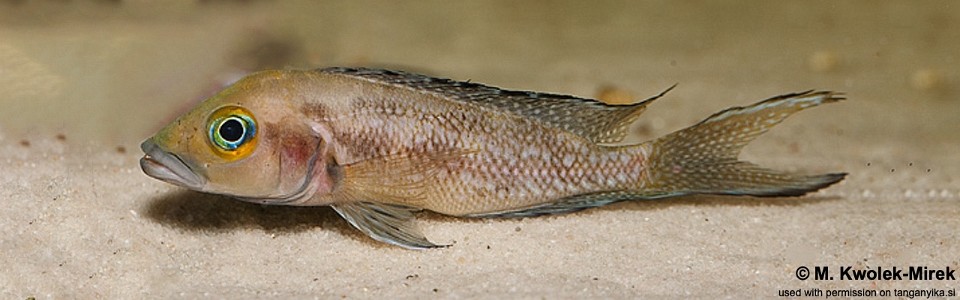 Neolamprologus furcifer 'Chituta Bay'