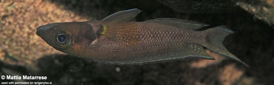 Neolamprologus furcifer 'Ifala Village'