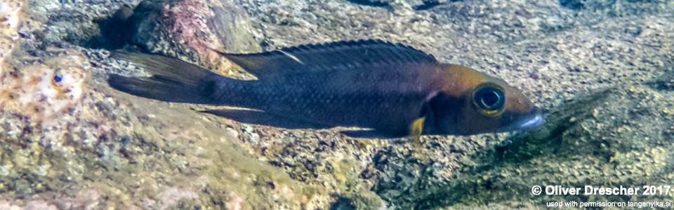 Neolamprologus furcifer 'Jakobsen's Beach'