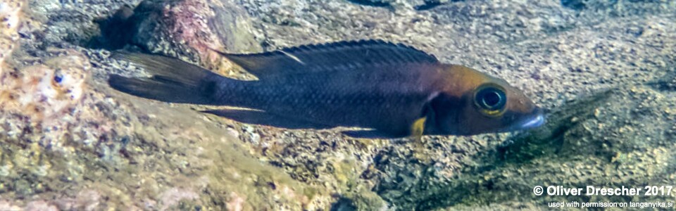 Neolamprologus furcifer 'Jakobsen's Beach'