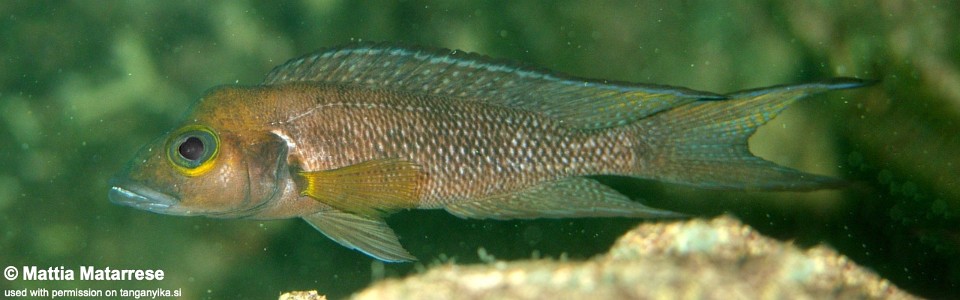 Neolamprologus furcifer 'Kalala Island'