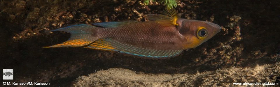 Neolamprologus furcifer 'Kalepa Island'