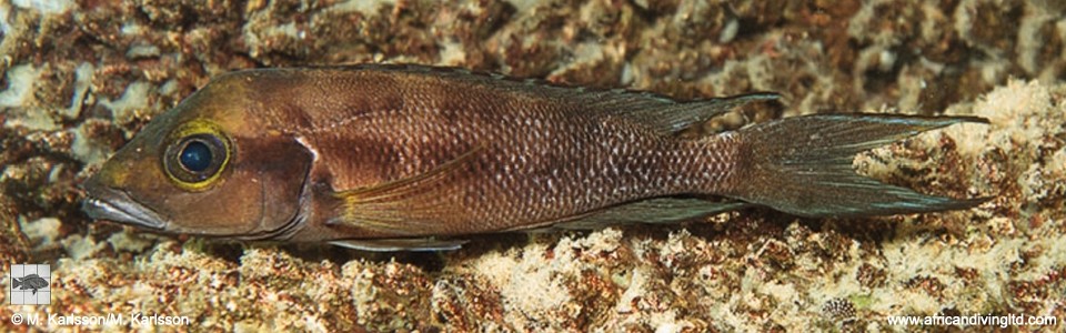 Neolamprologus furcifer 'Kolwe Point' 