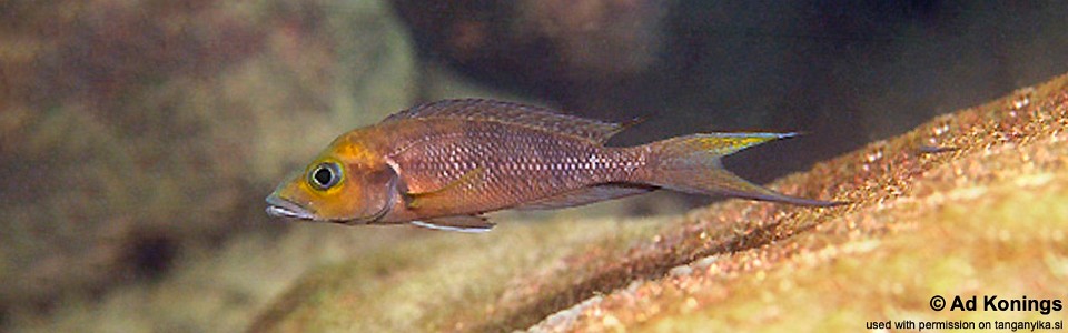 Neolamprologus furcifer 'Kombe'