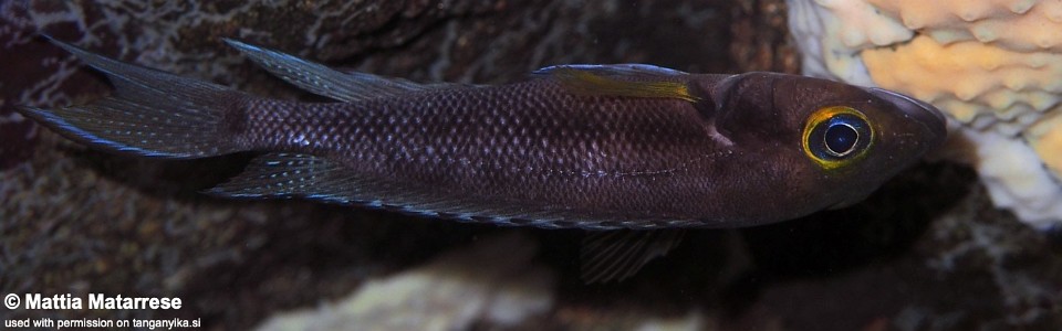 Neolamprologus furcifer 'Luagala Point'