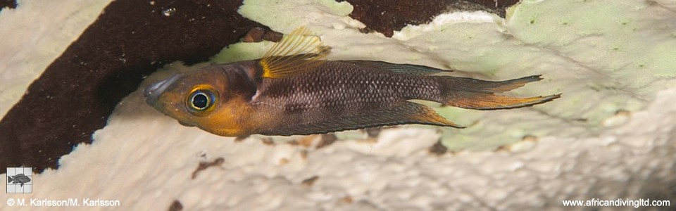 Neolamprologus furcifer 'Molwe'