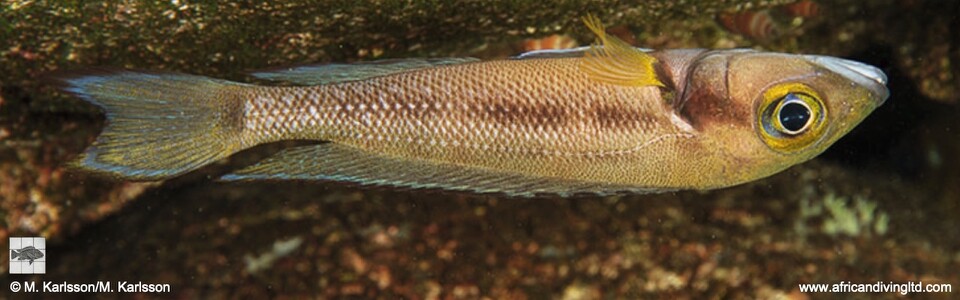 Neolamprologus furcifer 'Mtosi'