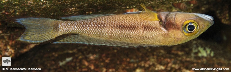 Neolamprologus furcifer 'Mtosi'