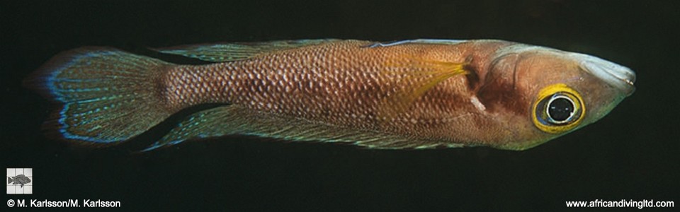 Neolamprologus furcifer 'Musi Point' 