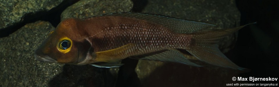 Neolamprologus furcifer 'Sibwesa'