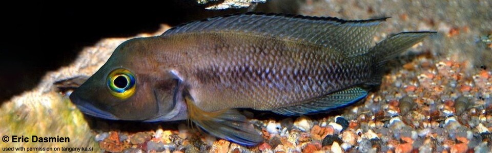 Neolamprologus furcifer (Burundi)