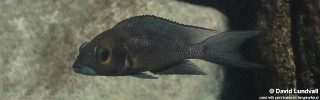 Neolamprologus furcifer 'Cape Chaitika'.jpg