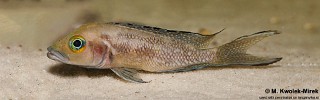 Neolamprologus furcifer 'Chituta Bay'.jpg