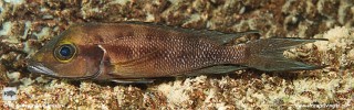 Neolamprologus furcifer 'Kolwe Point'.jpg