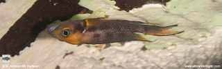 Neolamprologus furcifer 'Molwe'.jpg