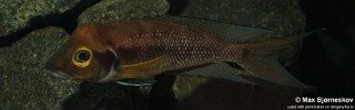 Neolamprologus furcifer 'Sibwesa'.jpg