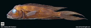 Neolamprologus furcifer 'Udachi'.jpg