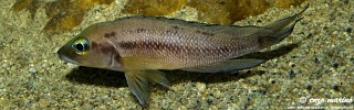 Neolamprologus furcifer.jpg