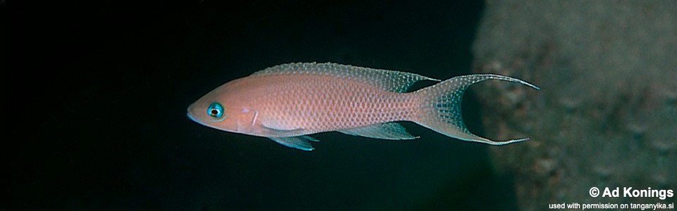 Neolamprologus gracilis 'Tembe Deux'