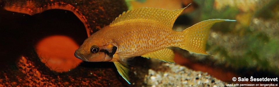 Neolamprologus helianthus 'Kamakonde'