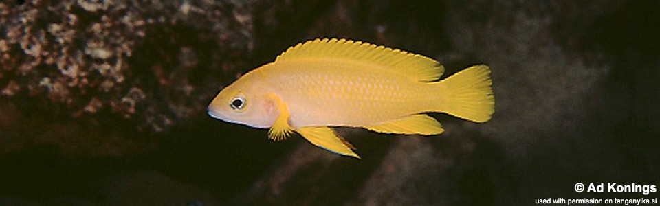 Neolamprologus cf. leleupi 'Mtoto'