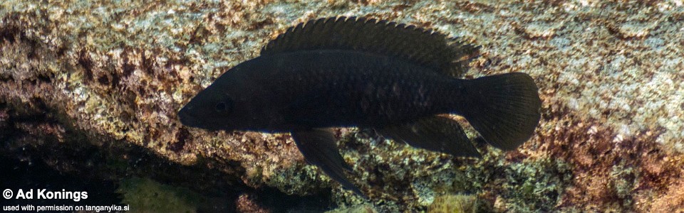 Neolamprologus leleupi 'Bilila (Kavala) Island'