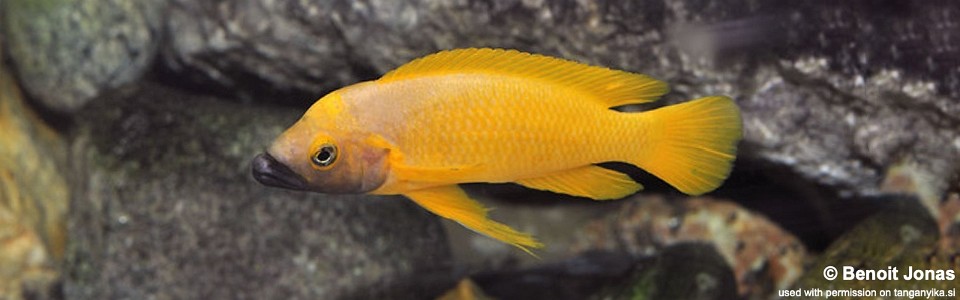 Neolamprologus leleupi (Black Throat)