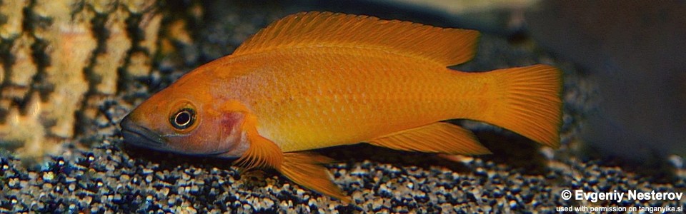 Neolamprologus leleupi (Kapampa?)