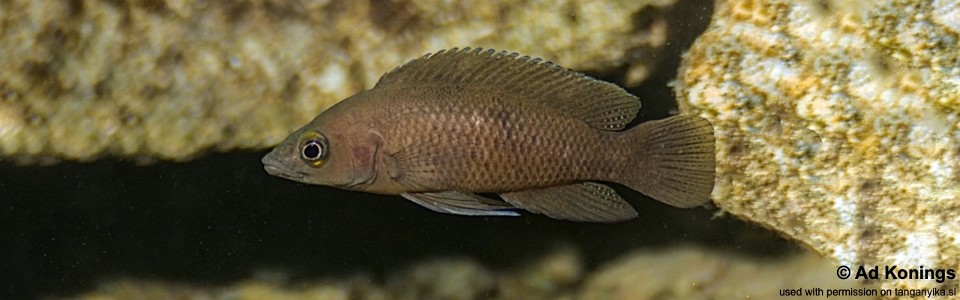 Neolamprologus leleupi 'Kawasindi Island'