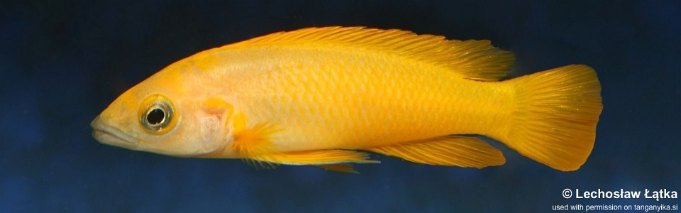 Neolamprologus leleupi 'Kitumba'