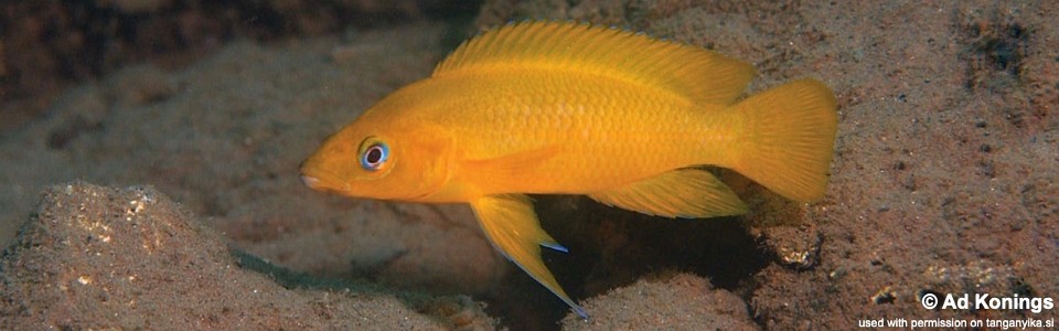 Neolamprologus leleupi 'Luhanga'